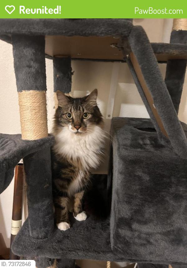 Reunited Male Cat last seen Town Centre, Woodinville, WA 98072