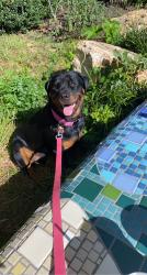 Reunited Female Dog last seen Hey 76 and Arthrex, Pendleton, SC 29670