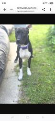 Reunited Female Dog last seen Near foxridge, Wesley Chapel, FL 33543