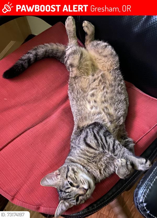 Lost Female Cat last seen 12th and Mill Eugene Oregon, Gresham, OR 97030