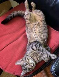 Lost Female Cat last seen 12th and Mill Eugene Oregon, Gresham, OR 97030
