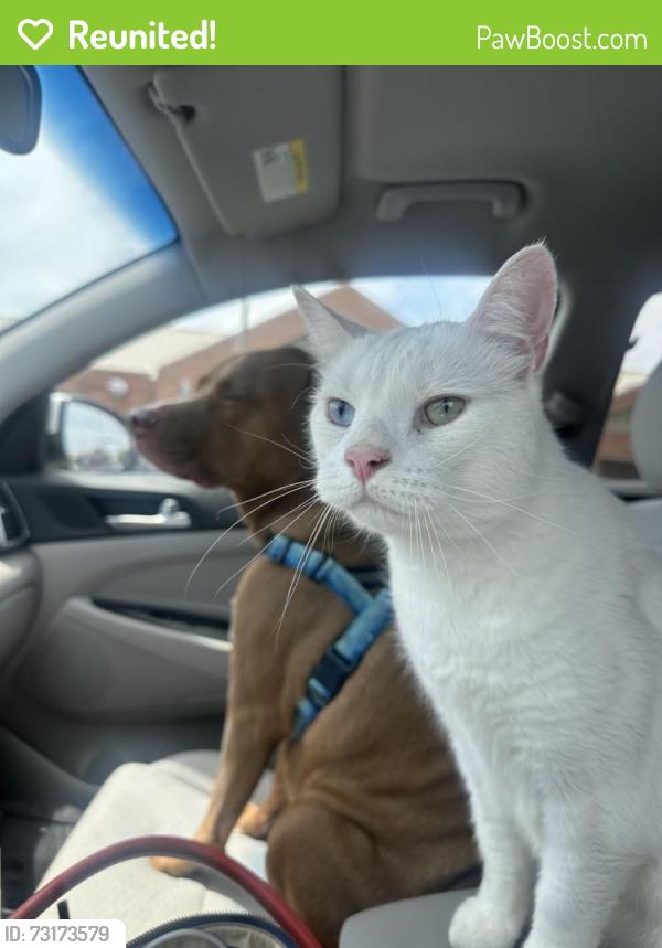 Reunited Male Cat last seen Gemini dr, Annapolis, MD 21403