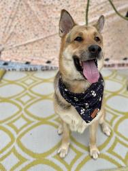 Shelter Stray Female Dog last seen CHARLOTTE, 8315 Byrum Dr, Charlotte, NC 28217, USA