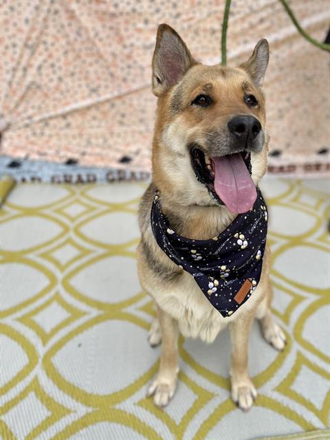 Shelter Stray Female Dog last seen CHARLOTTE, 8315 Byrum Dr, Charlotte, NC 28217, USA