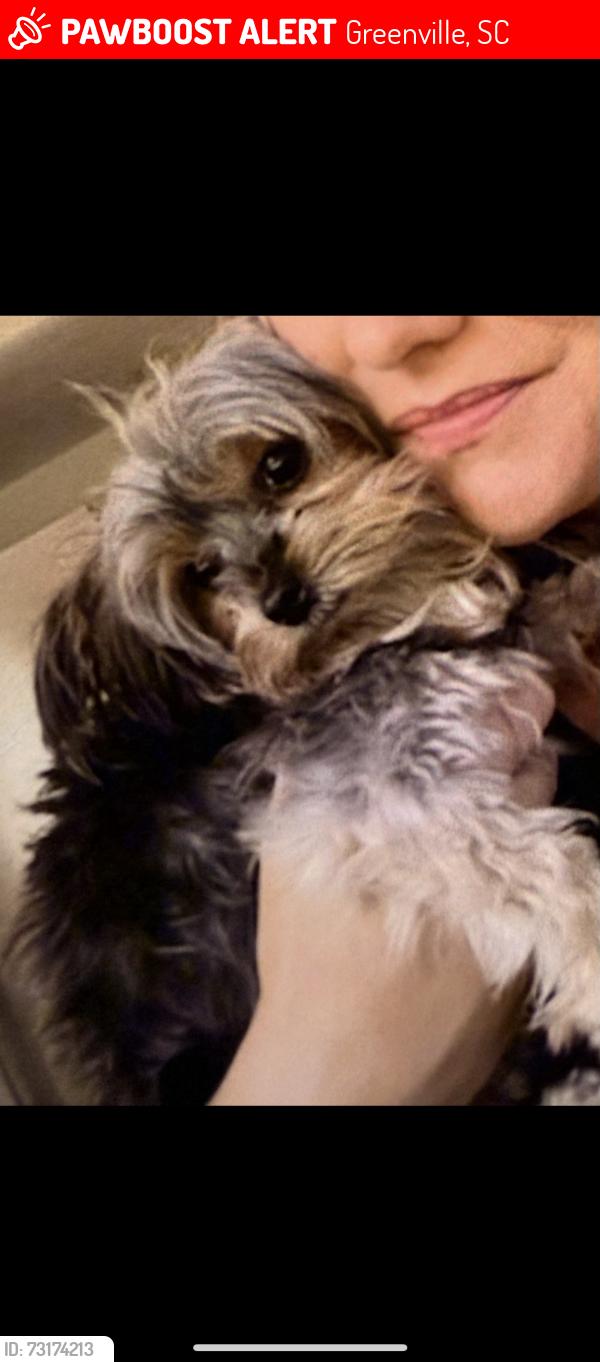 Lost Female Dog last seen Pebble creek golf course, Greenville, SC 29609