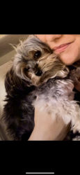 Lost Female Dog last seen Pebble creek golf course, Greenville, SC 29609