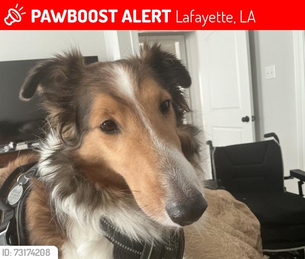 Lost Female Dog last seen Humphries, Lafayette, LA 70506