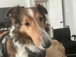 Lost Female Dog last seen Humphries, Lafayette, LA 70506