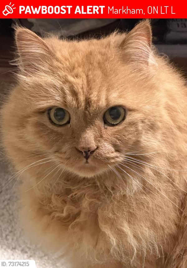 Lost Male Cat last seen Close to Grandview Park, Markham, ON L3T 1L9