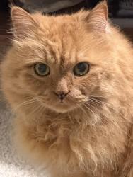 Lost Male Cat last seen Close to Grandview Park, Markham, ON L3T 1L9