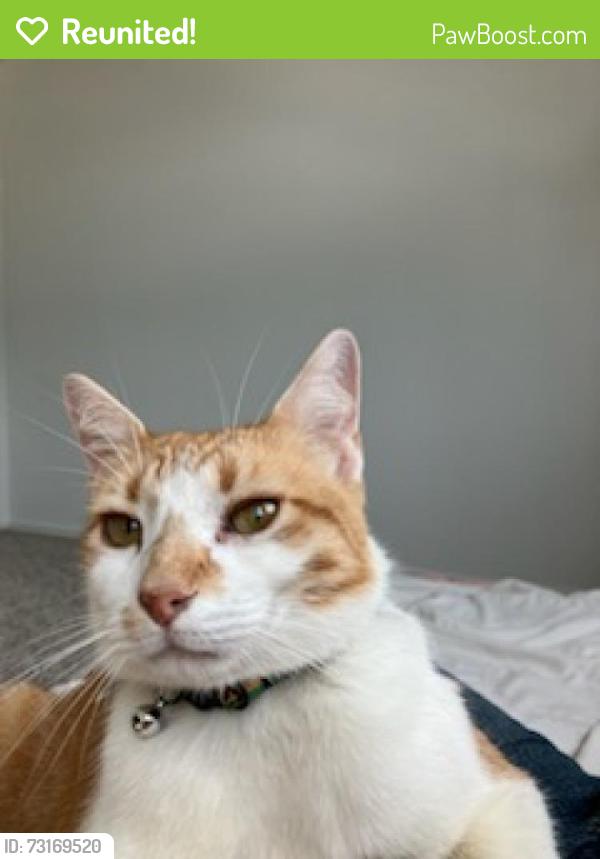 Reunited Male Cat last seen Walmart, the sunterra neighborhood., Katy, TX 77493