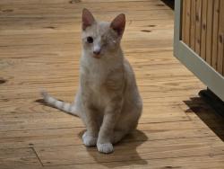 Reunited Male Cat last seen Advance Mills Rd, Earlysville, VA 22936