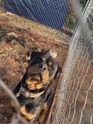 Reunited Male Dog last seen Highway 75 near Arthrex building, Pendleton, SC 29670