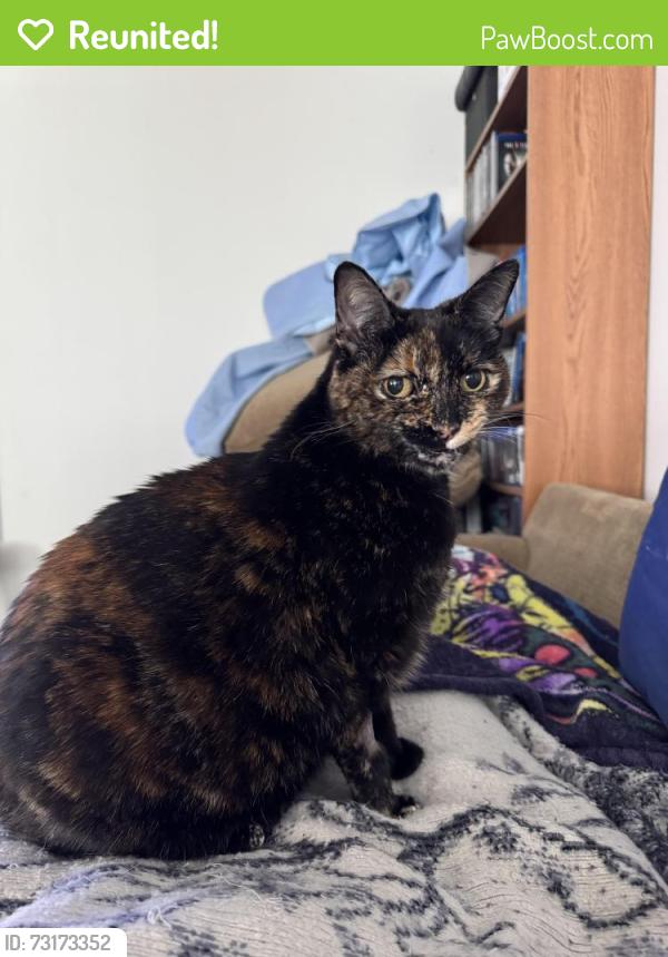Reunited Female Cat last seen Garrison and Jewll, Lakewood, CO 80227