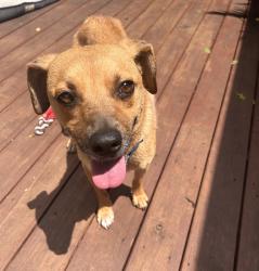 Found/Stray Male Dog last seen Campbell street & Moon Street, Chattanooga, TN 37406