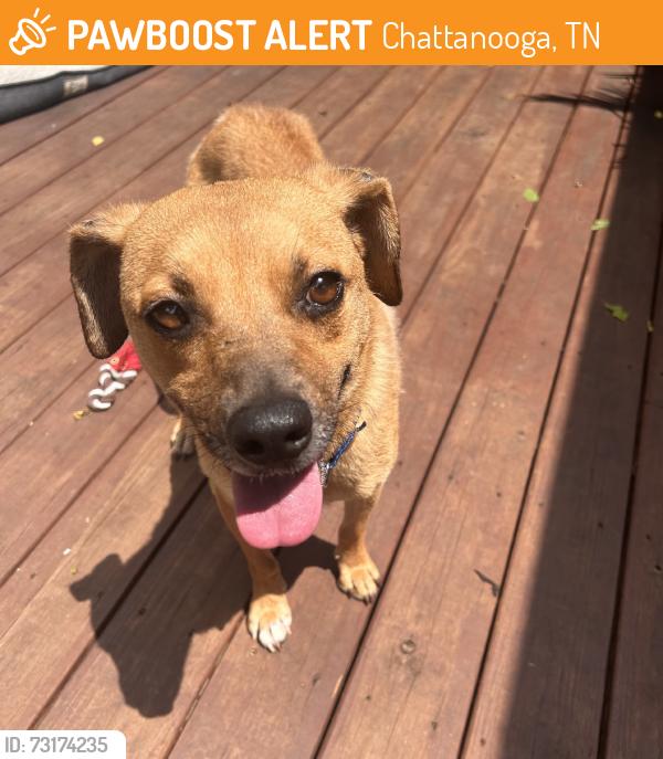Found/Stray Male Dog last seen Campbell street & Moon Street, Chattanooga, TN 37406