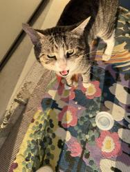 Found/Stray Unknown Cat last seen Near Norton Park Dr., Whitehall, OH 43213
