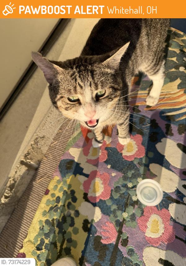 Found/Stray Unknown Cat last seen Near Norton Park Dr., Whitehall, OH 43213