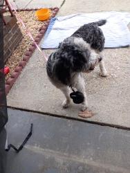 Reunited Male Dog last seen Barwick dr, Fayetteville, NC 28304