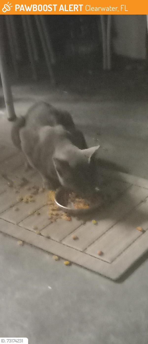 Found/Stray Male Cat last seen 69th, Clearwater, FL 33761