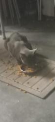 Found/Stray Male Cat last seen 69th, Clearwater, FL 33761