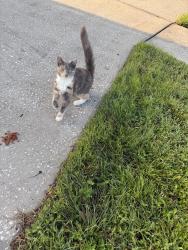 Reunited Unknown Cat last seen Exposition drive and fawn ridge, Westchase, FL 33626