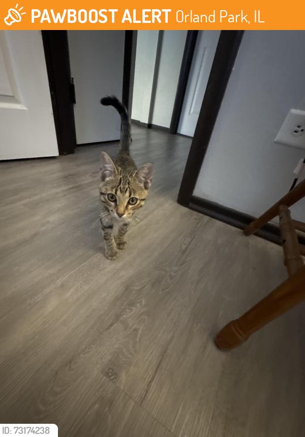 Rehomed Cat in Orland Park, IL 60462 (ID: 73174238) | PawBoost