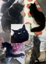 Reunited Female Cat last seen Forest Drive and Kcid, Caldwell, ID 83605