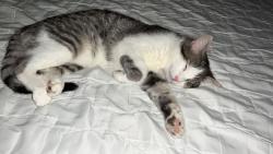 Lost Male Cat last seen 334th st, Jefferson, SD 57038
