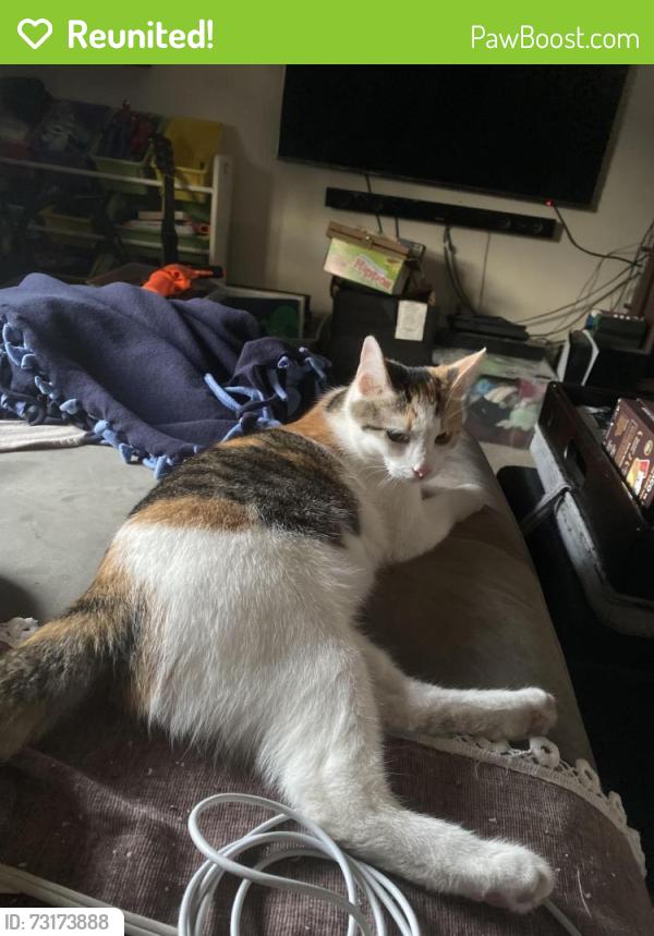 Reunited Female Cat last seen Arline, neighborhood behind Little India, Artesia, CA 90701