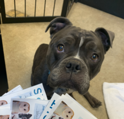 Shelter Stray Female Dog last seen Near Home Avenue, San Diego, CA, 92105, 5500 Gaines St, San Diego, CA 92110, USA