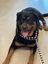 Reunited Female Dog last seen Near pine street manassas va 20111, Manassas, VA 20111