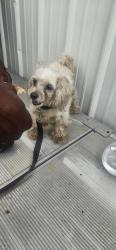 Found/Stray Male Dog last seen NE 10th Street and NE 3rd Avenue, Pompano Beach, FL 33060