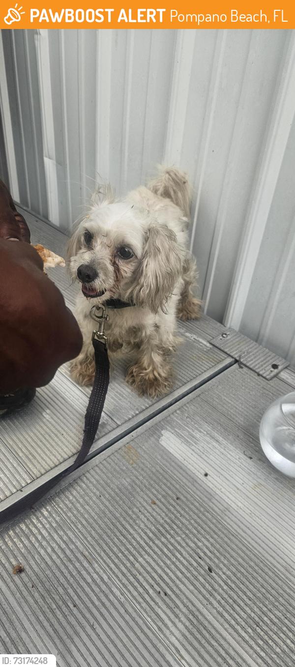 Found/Stray Male Dog last seen NE 10th Street and NE 3rd Avenue, Pompano Beach, FL 33060