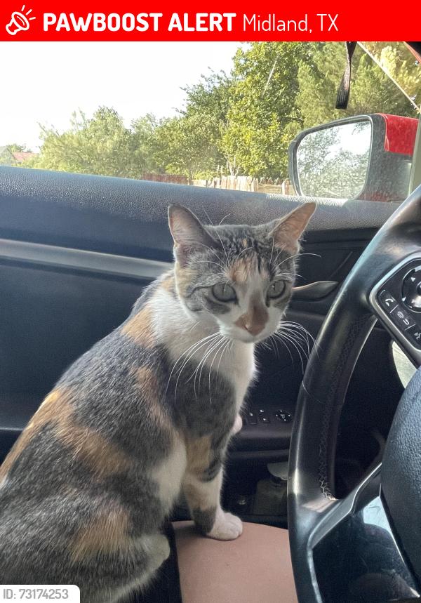 Lost Female Cat last seen Near Cotton flt and 115 . She ran towards Ramos Trucking, Midland, TX 79706