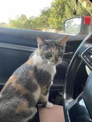 Lost Female Cat last seen Near Cotton flt and 115 . She ran towards Ramos Trucking, Midland, TX 79706