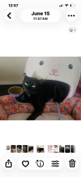 Lost Female Cat last seen Tower/Coors, Albuquerque, NM 87121