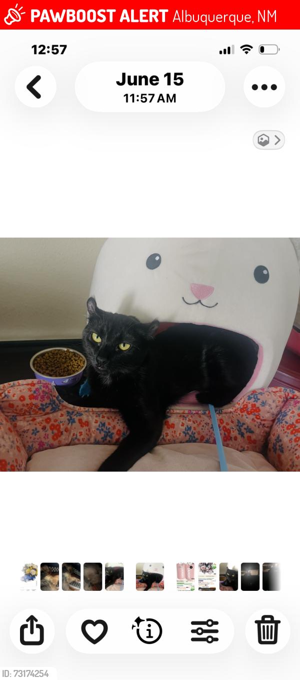 Lost Female Cat last seen Tower/Coors, Albuquerque, NM 87121