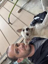 Found/Stray Female Dog last seen Callahan rd and stiffkey dr, San Antonio, TX 78229