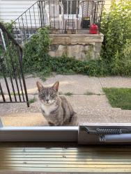 Found/Stray Unknown Cat last seen Macdade and Yeadon Ave, Yeadon, PA 19050