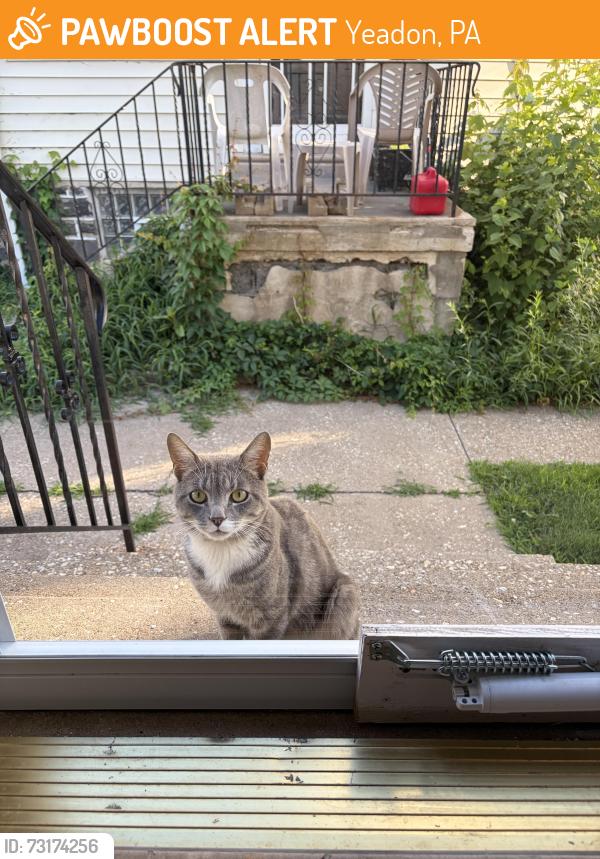 Found/Stray Unknown Cat last seen Macdade and Yeadon Ave, Yeadon, PA 19050