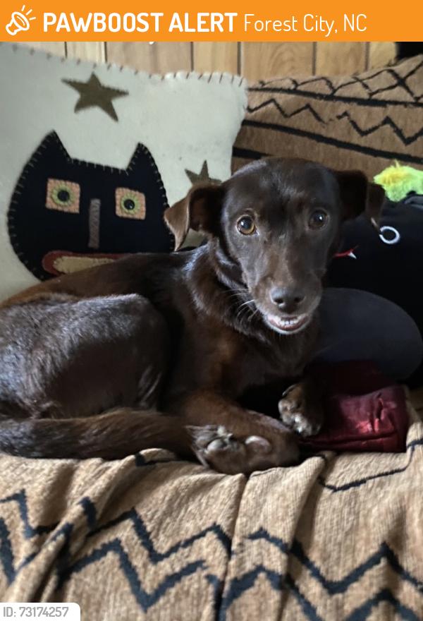 Found/Stray Female Dog last seen Oak st forest city, Forest City, NC 28043