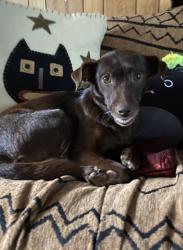 Found/Stray Female Dog last seen Oak st forest city, Forest City, NC 28043