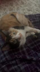 Lost Female Cat last seen Little Road, a pond, Unionville, NC 28110