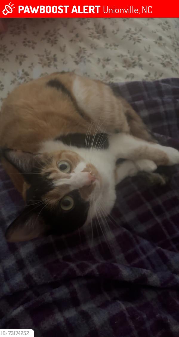 Lost Female Cat last seen Little Road, a pond, Unionville, NC 28110