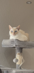 Lost Female Cat last seen N Patsburg st, Aurora, CO 80018