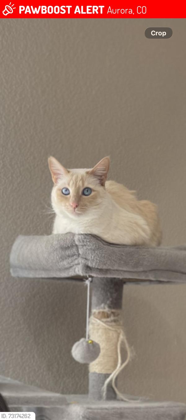 Lost Female Cat last seen N Patsburg st, Aurora, CO 80018