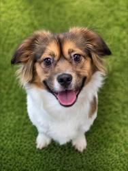 Shelter Stray Male Dog last seen , 5302 Stone St, Chattanooga, TN 37412, USA