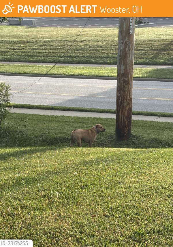 Found/Stray Unknown Dog last seen Near and Portage Grove, Wooster, OH 44691