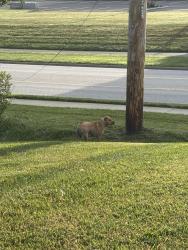 Found/Stray Unknown Dog last seen Near and Portage Grove, Wooster, OH 44691